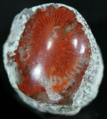 Pennsylvanian Aged Red Agatized Horn Coral - Utah #26375